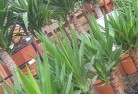 Booborowieplant-nursery-10.jpg; ?>