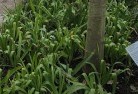 Booborowieplant-nursery-23.jpg; ?>